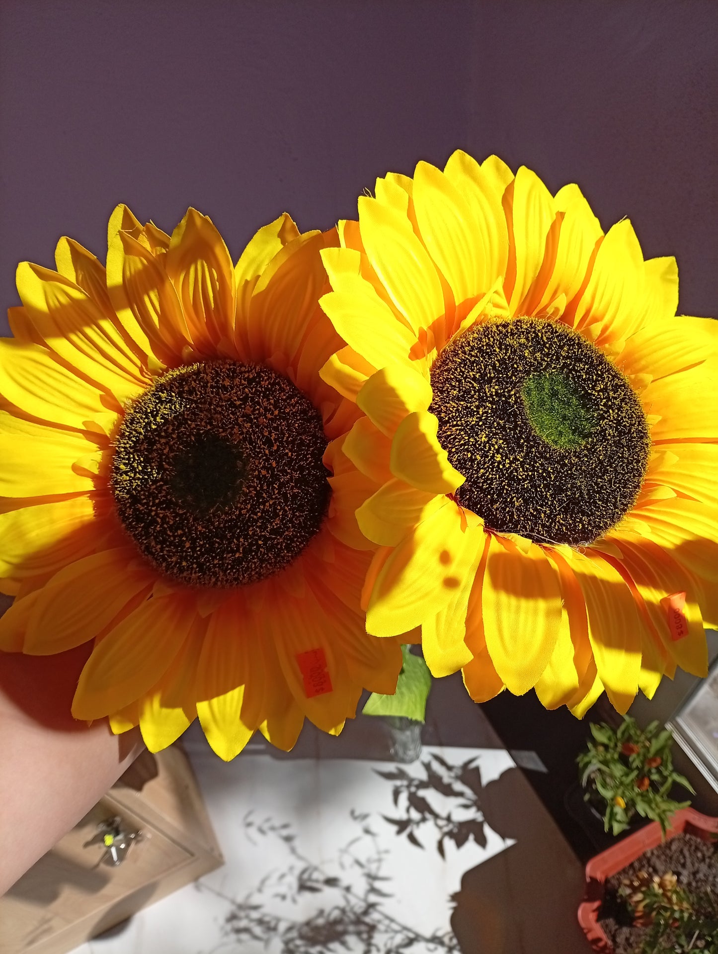Girasol grande